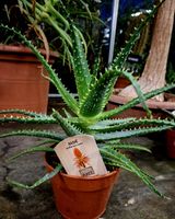 Die echte Aloe Arborescens 30-50 cm: Es ist eine Heilpflanze