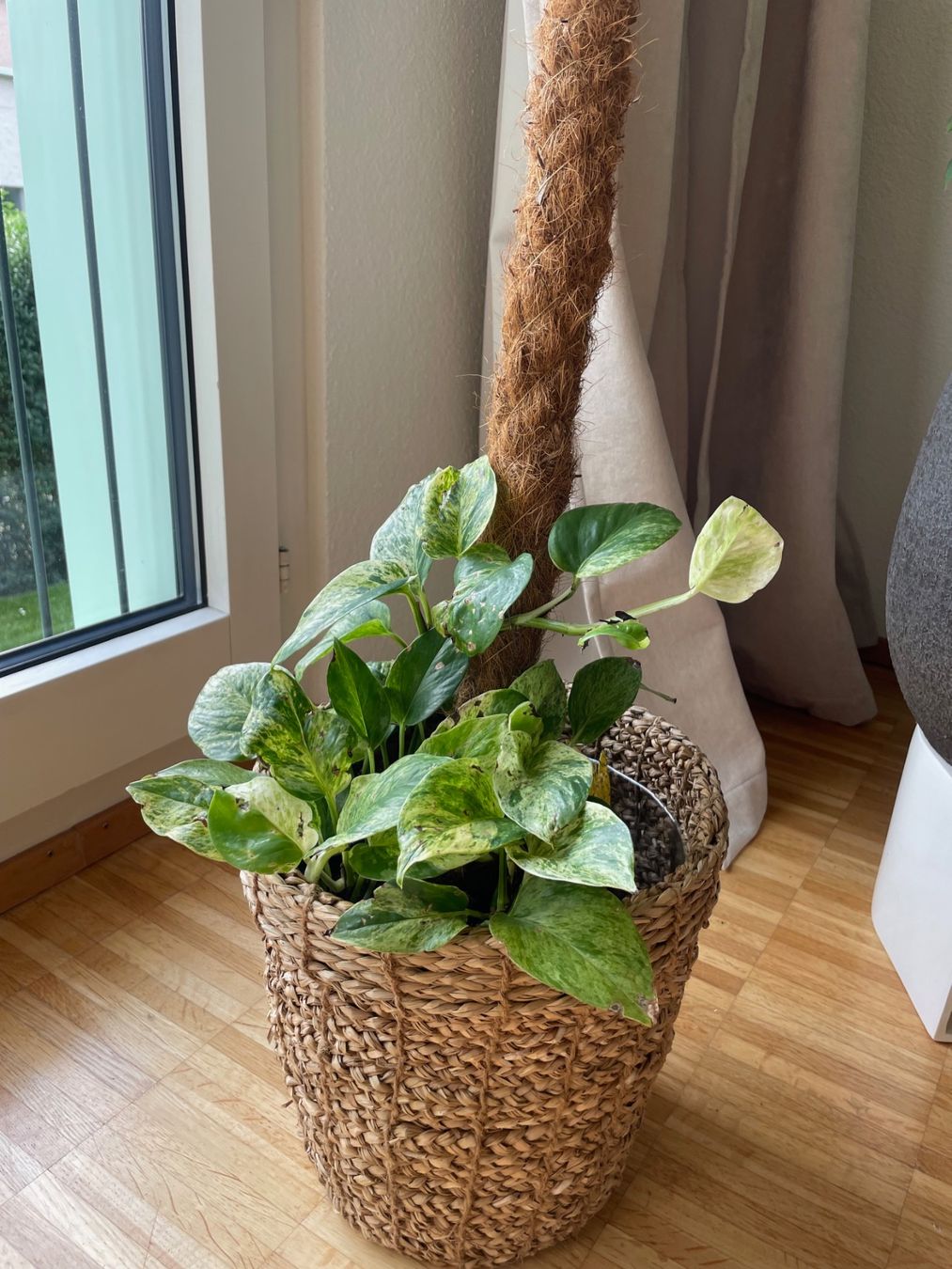 Plantes & graines: Efeutute (variegiert) mit Korb & Moosstab – D'occasion à Zürich par gin_q98j 1