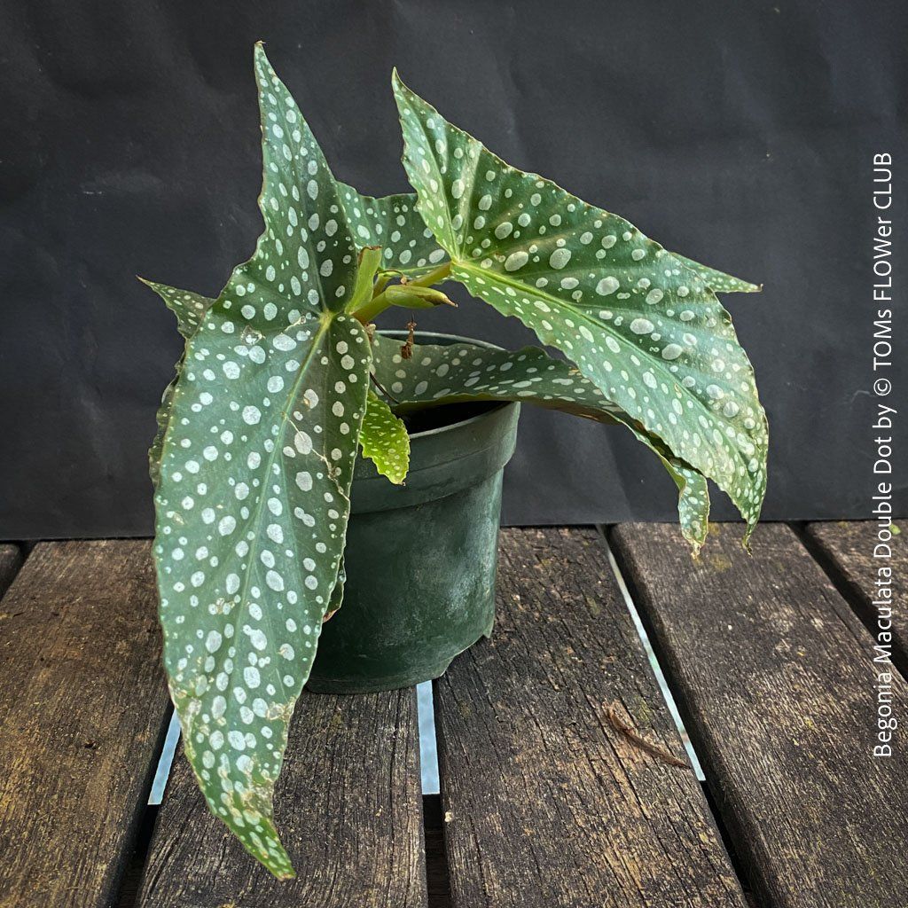 Piante & sementi: Begonia Maculata Double Dot - ein wunderschönes Sammlerstück – Nuovo e nell'imballaggio originale da Adliswil venduto da astom369 6