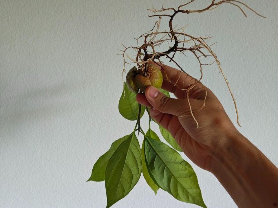 Piante & sementi: Avocado Baum (Doppelstamm) – Usato da Schlieren venduto da Edgar_k 6