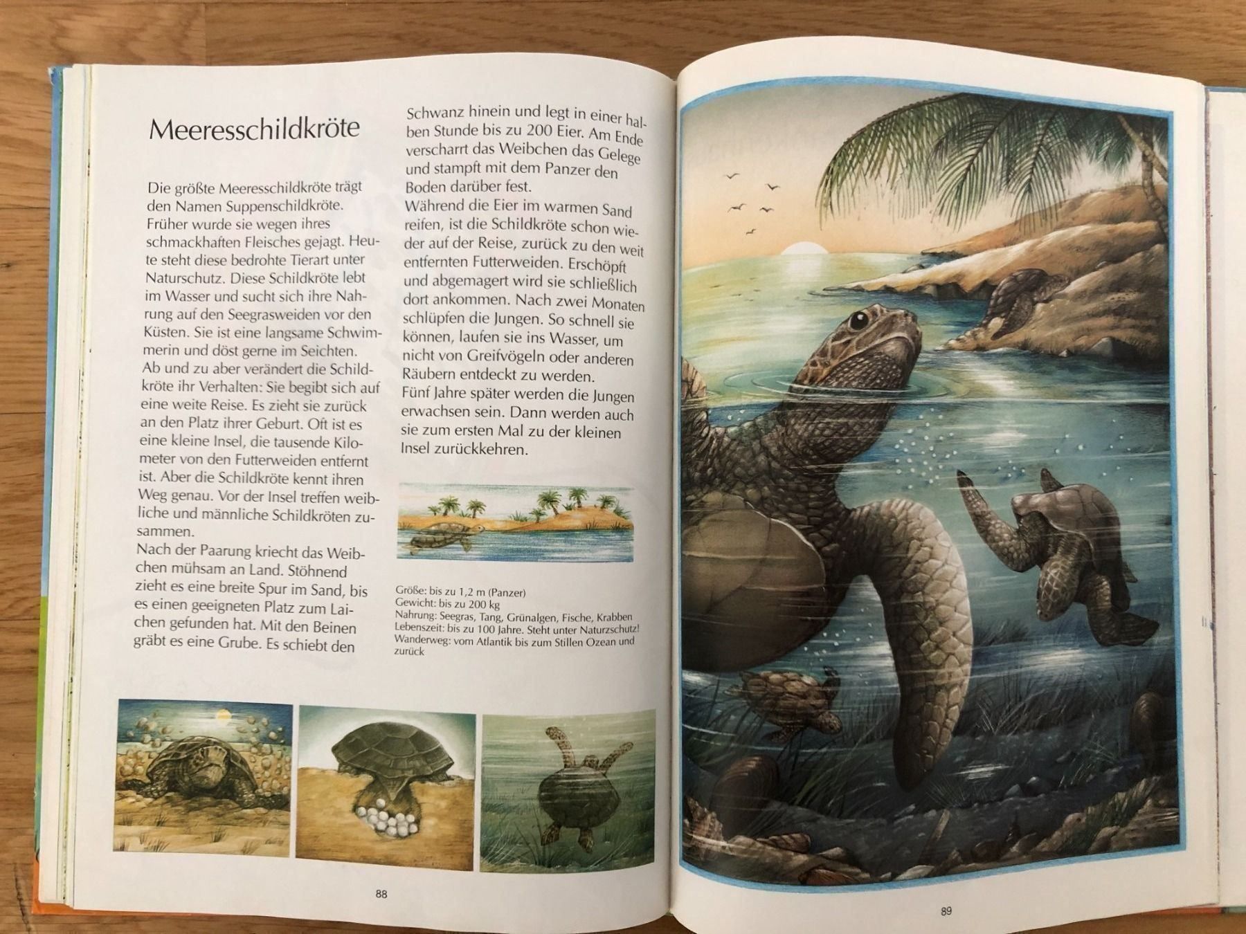 Libri: Kinderbuch – Usato da Buchs SG venduto da sunset55 2