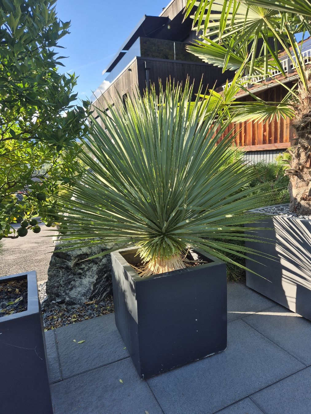 Plantes & graines: Yucca rostrata – D'occasion à Schaanwald par Gismo034