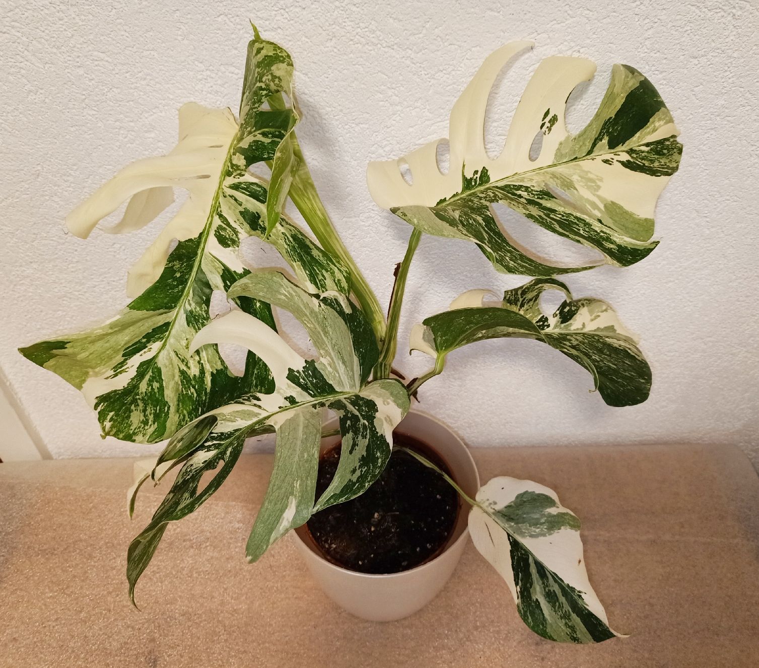 Piante & sementi: Monstera Deliciosa Albo Variegata – Nuovo (secondo la descrizione) da schöftland venduto da UniquePlants