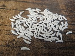 lego 53451 lot de 100 pièces White Barb / Claw / Horn / Toot
