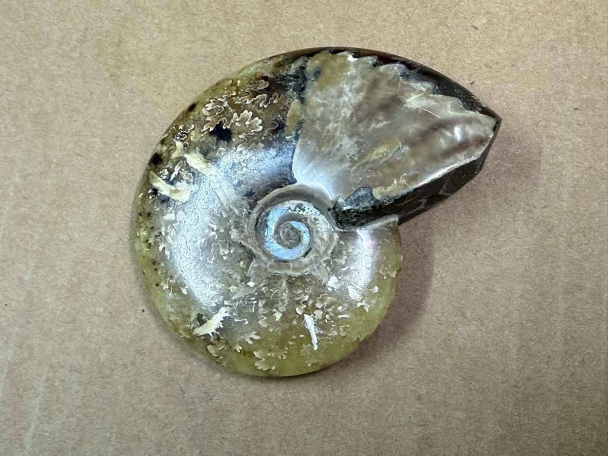 Fossili: Ammonit, Fossil aus der Jurazeit – Usato da Zürich venduto da daki81 1