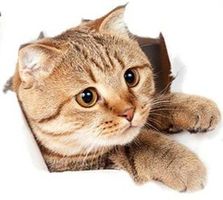 🐾 Ein Hauch von Spaß: 3D Toilettendeckel-Aufkleber! 🐈💫