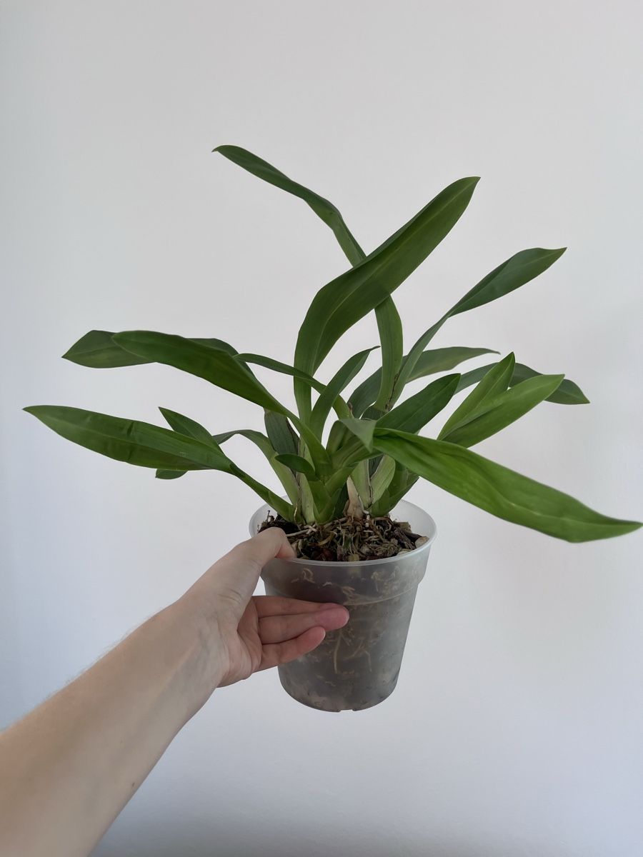 Piante & sementi: Brassia Hybrid - Orchid – Usato da Lugano venduto da The_Botanists 1