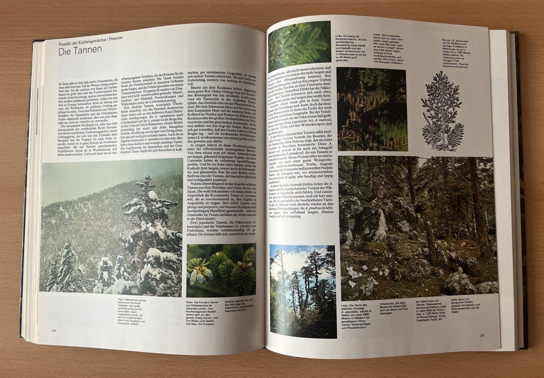 Libri: Das grosse Buch der Wälder und Bäume – Usato da Lausen venduto da Mondeo10628 6