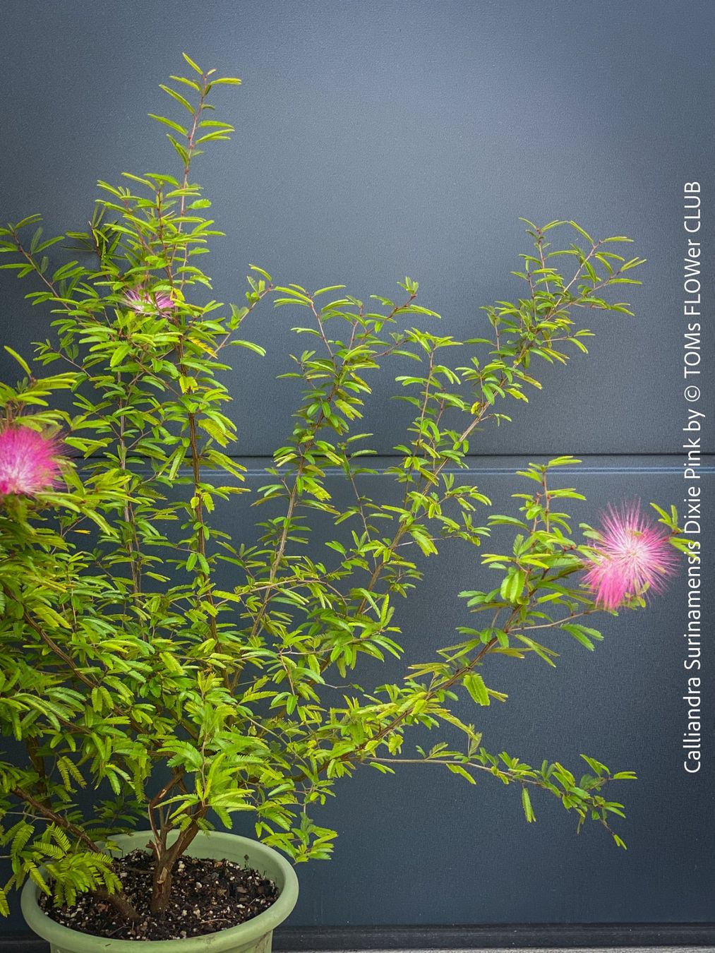 Piante & sementi: Calliandra Surinamensis Dixie Pink - sehr stark duftend – Nuovo e nell'imballaggio originale da Adliswil venduto da astom369 1