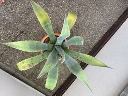 Agave im Topf,fuer den Garten oder Terasse