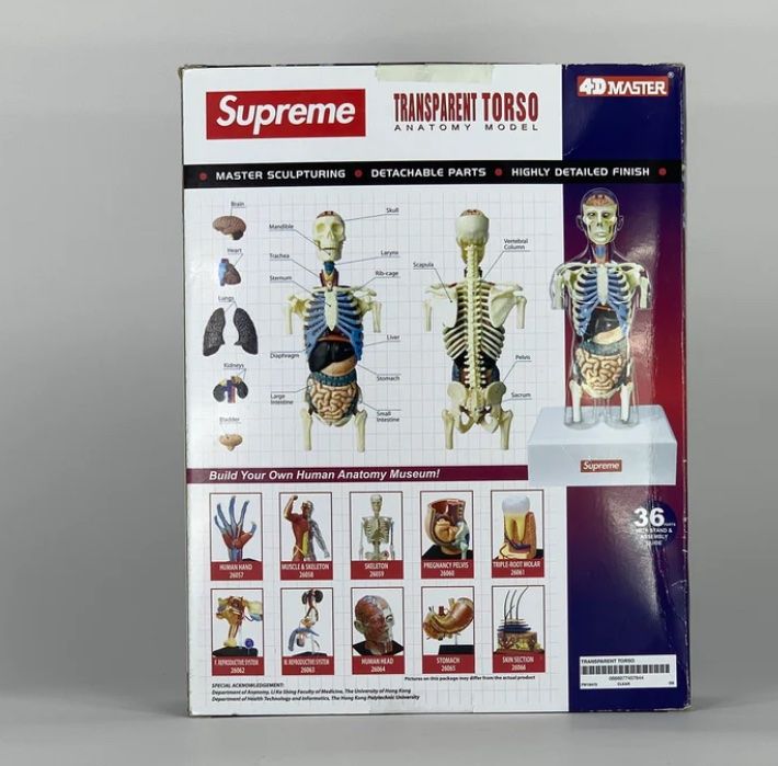Supreme Male Anatomy Model Clear | Kaufen auf Ricardo