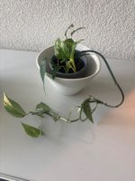 5 Zimmerpflanze Epipremnum Aureum im Topf, guter Zustand