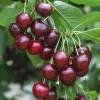 Cerisier nain griotte - Prunus carmine jewel  20cm