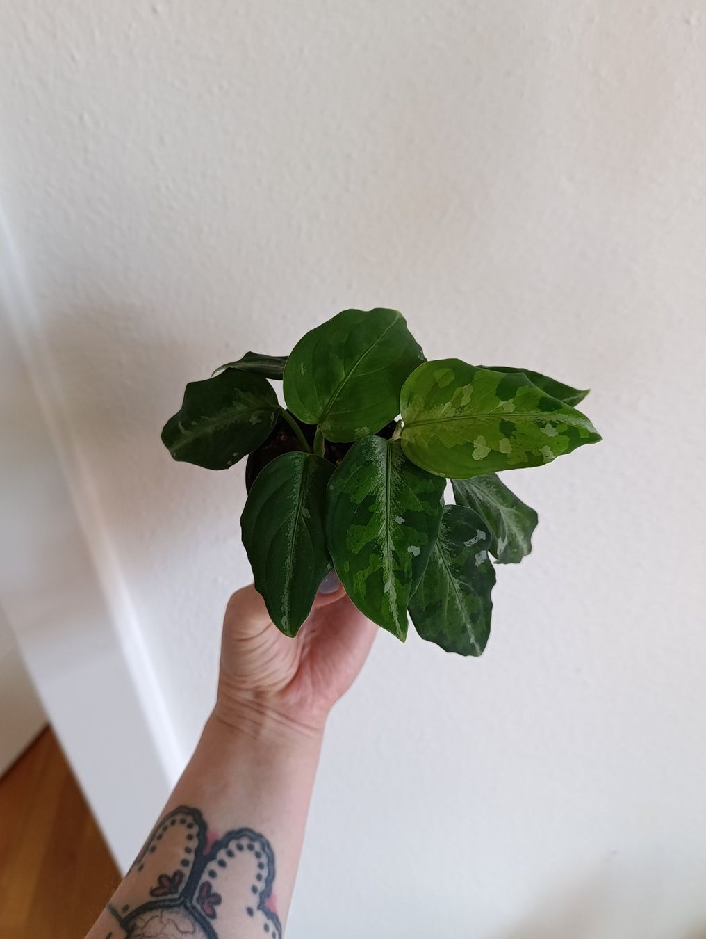 Pflanzen & Samen: Aglaonema pictum tricolor – Gebraucht aus Baar von L.isa28