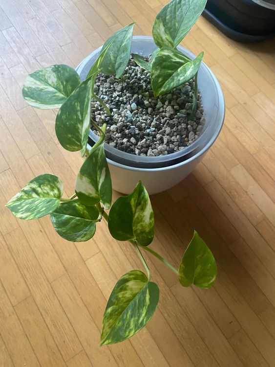 Pothos / Epipremnum pinnatum Aureum Kaufen auf Ricardo