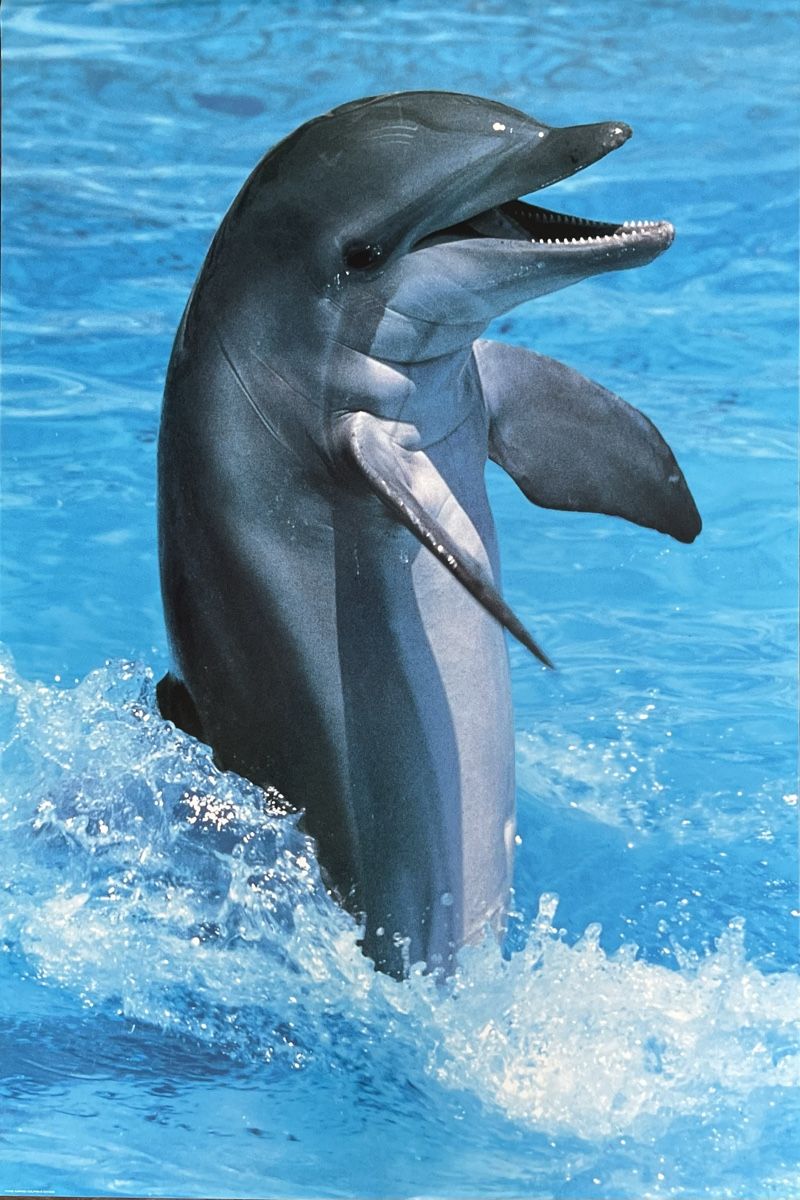 Foto & Immagini: Poster Delfin – Nuovo (secondo la descrizione) da Schwyz venduto da rs-trend