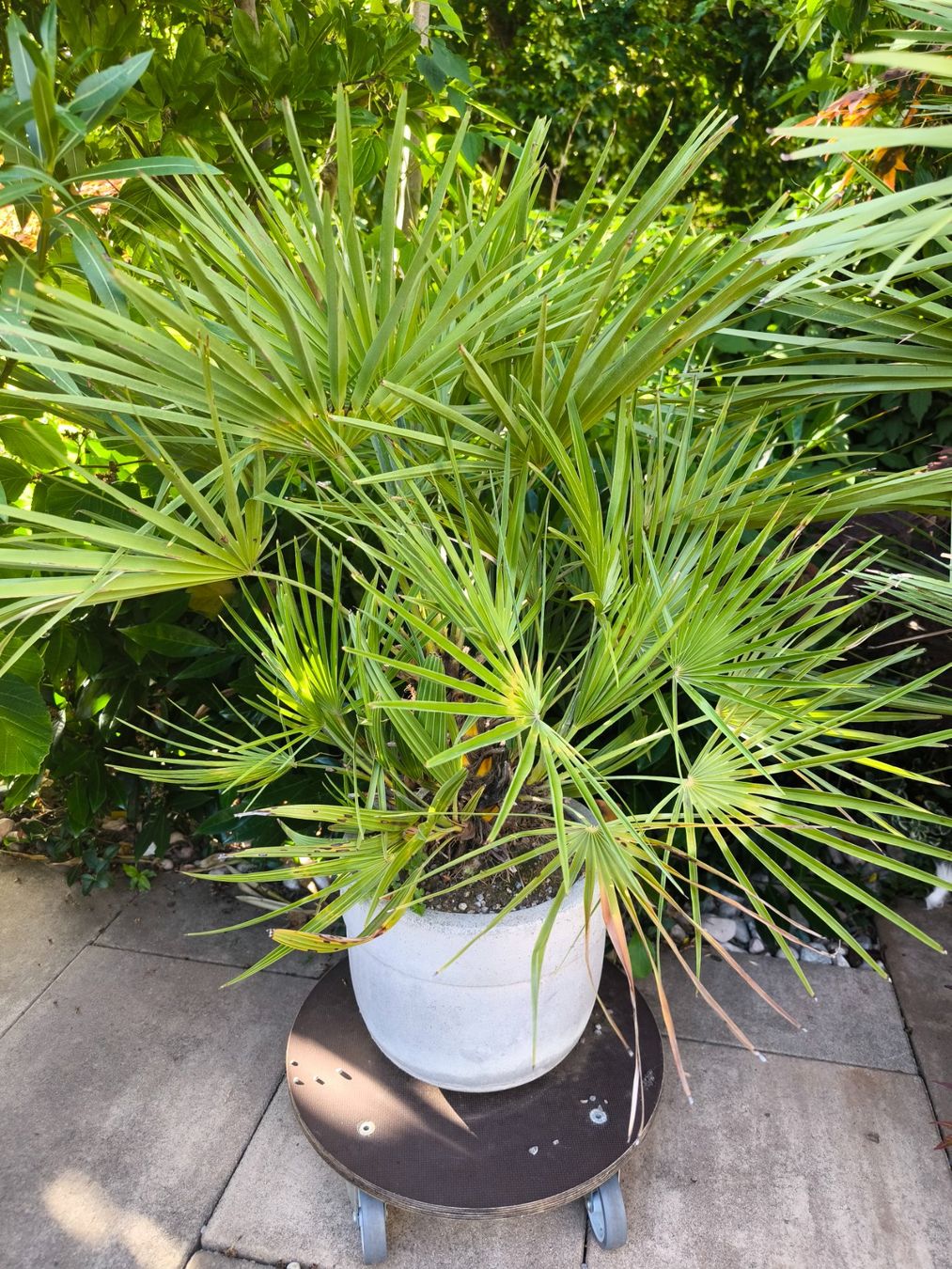 Pflanzen & Samen: Palme inkl. Topf – Gebraucht aus Fahrwangen von lea_bgp9