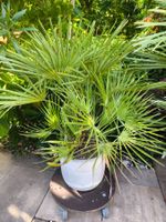 Palme inkl. Topf
