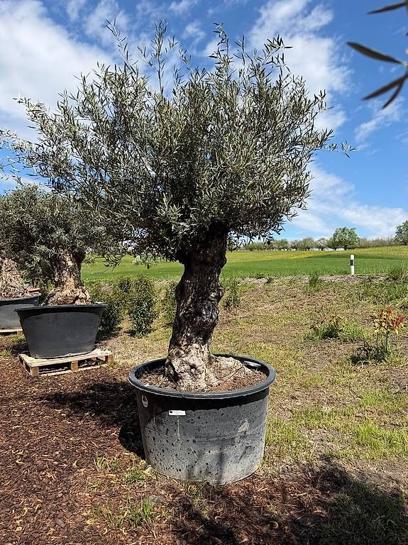 Plantes & graines: Olivenbaum "Olea Europea 3 – D'occasion à Zuckenriet par Thur_Plant 4
