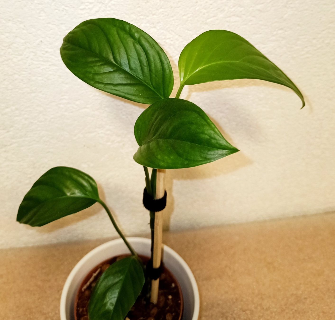 Piante & sementi: Monstera Obliqua Mobot – Nuovo (secondo la descrizione) da schöftland venduto da UniquePlants
