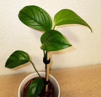 Monstera Obliqua Mobot