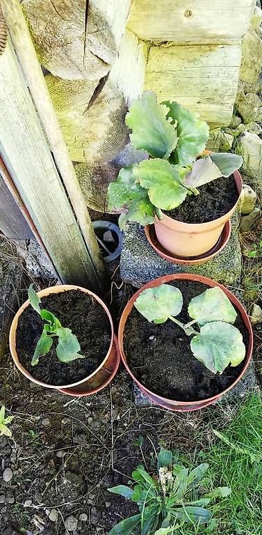 Piante & sementi: Bergenie Gartenpflanze – Usato da Blumenstein venduto da olk_r5kh