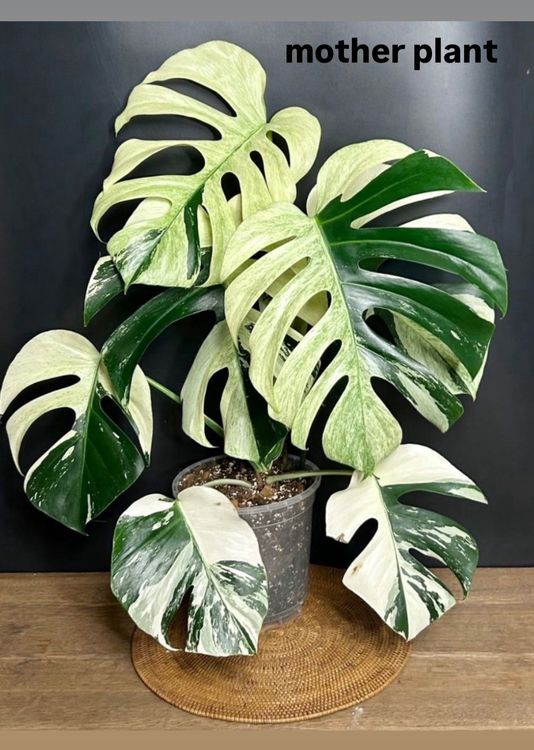 ULTRA RARE MONSTERA JUNGLE MINT NoID STUNNING HALFMOON (Gebraucht) in  Giubiasco fr CHF 199  mit Lieferung auf Ricardo kaufen