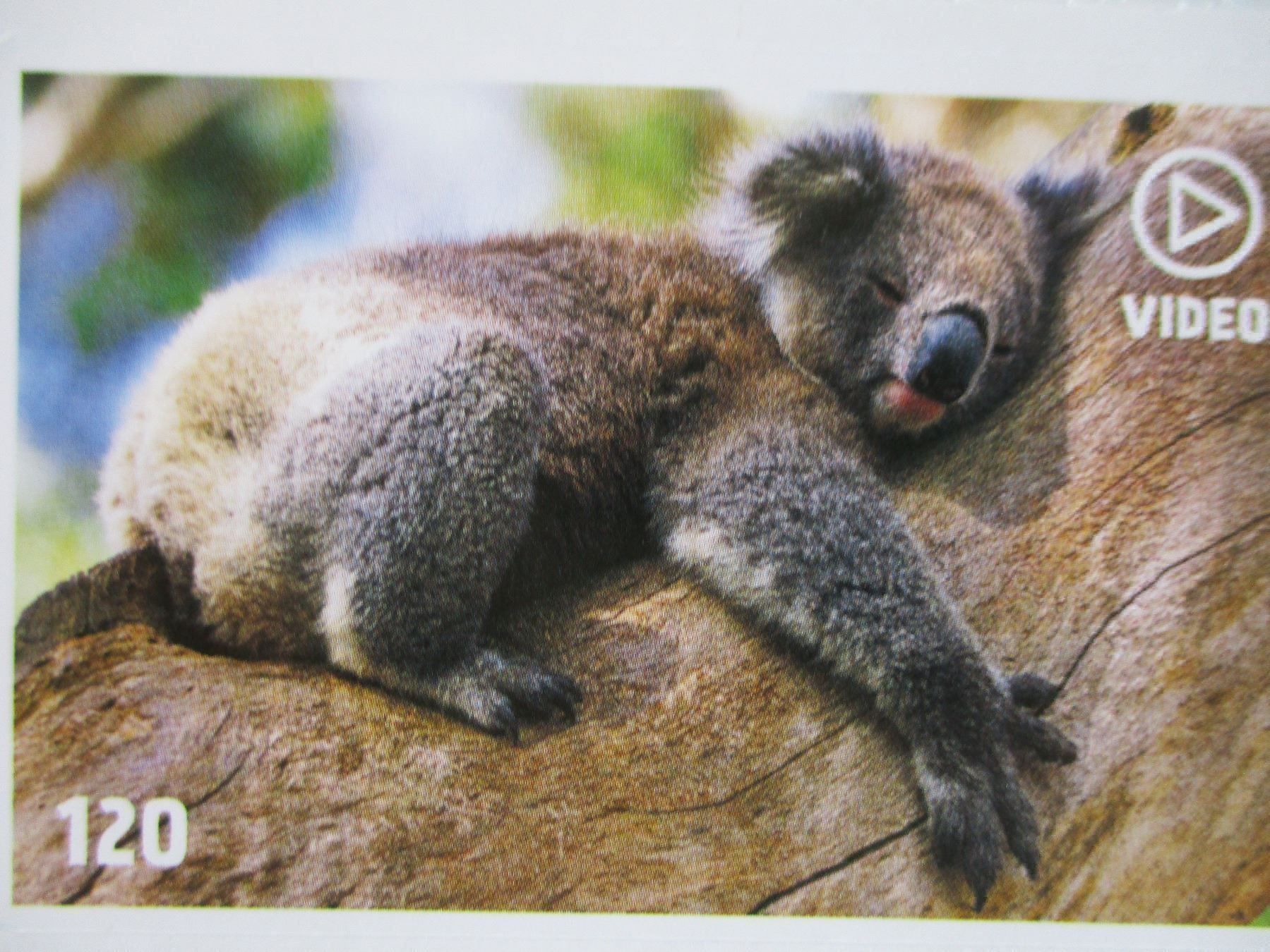 Migros Sammelbilder & Trading cards: Animal Planet Mania Sammelbild Nr. 120 – Neu und originalverpackt aus Flumenthal von novbra