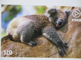 Animal Planet Mania Sammelbild Nr. 120