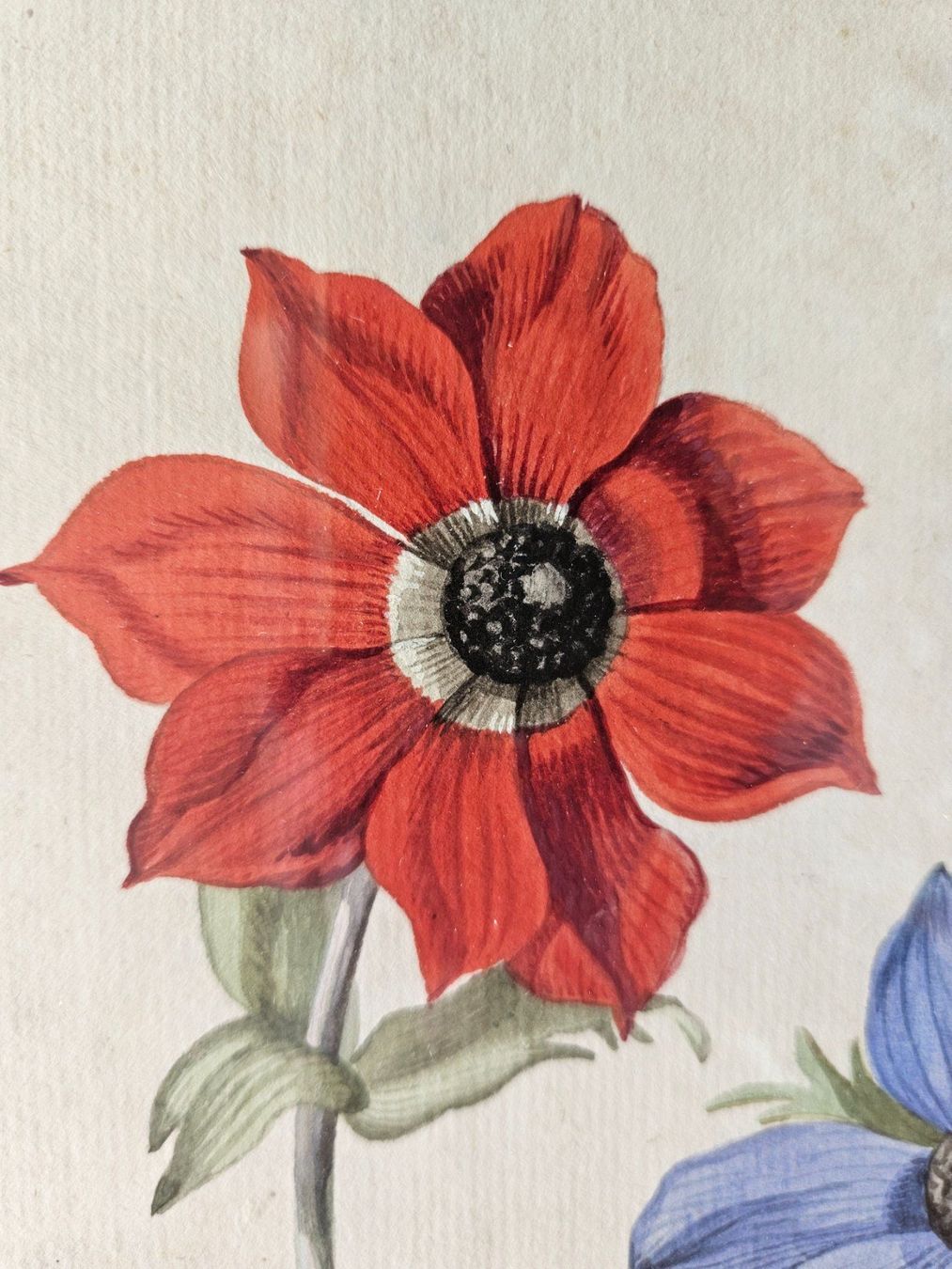 Dipinti: Europäische Schule 18./19.Jh. "Anemonen" – Usato da Wisen SO venduto da gralstrand 1