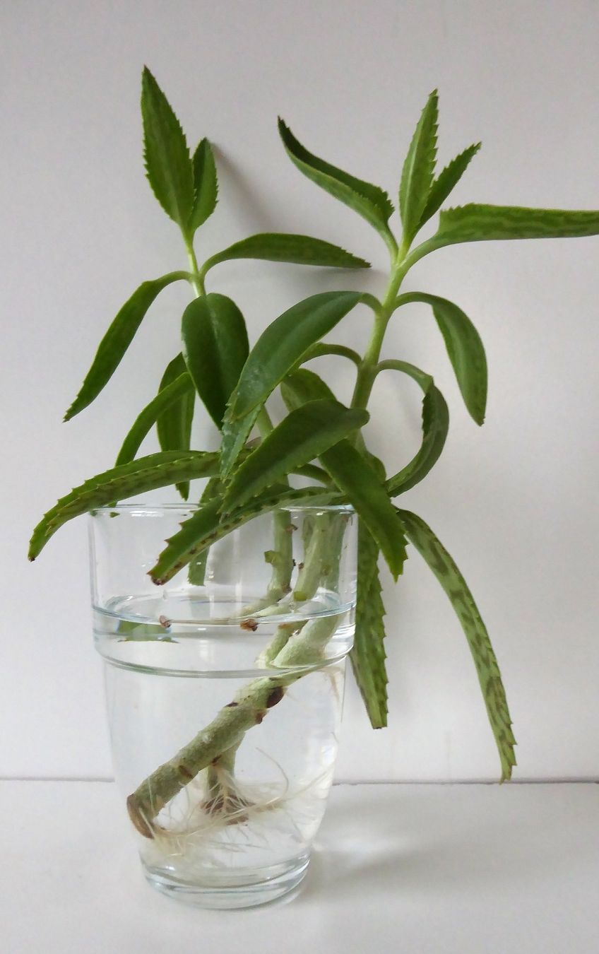 Piante & sementi: Steckling Kalanchoe delagoensis / Kindlibaum – Nuovo (secondo la descrizione) da Wettingen venduto da tonia3