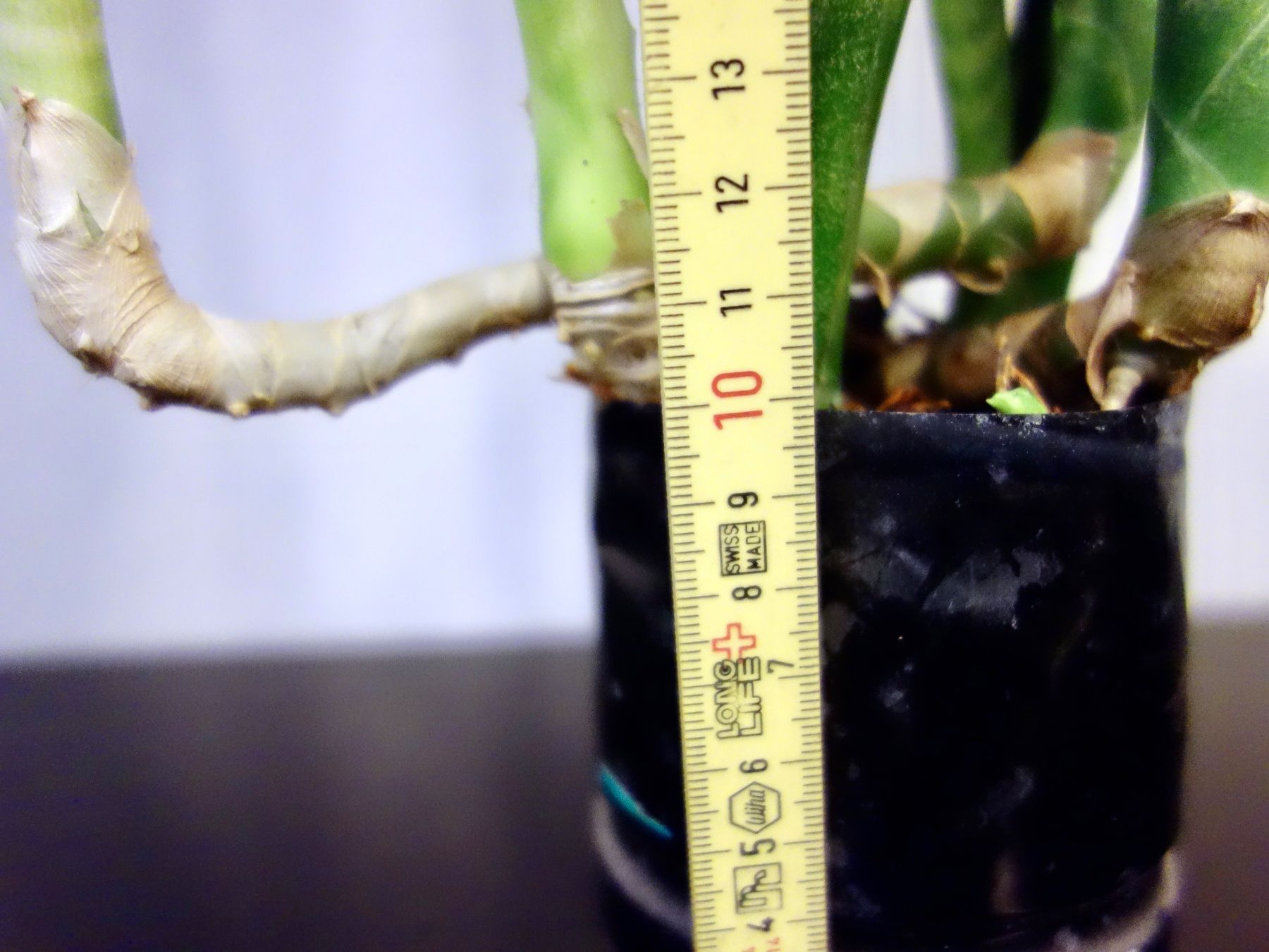 Piante & sementi: Bogenhanf Sansevieria Trifasciata – Nuovo (secondo la descrizione) da Kerzers venduto da zimmergruen 5