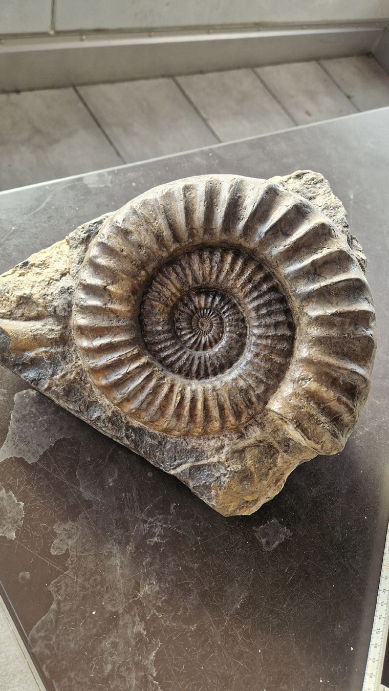 Fossili: Grosser Ammonit Arietites  – Usato da Niederhasli venduto da rehauge01 1