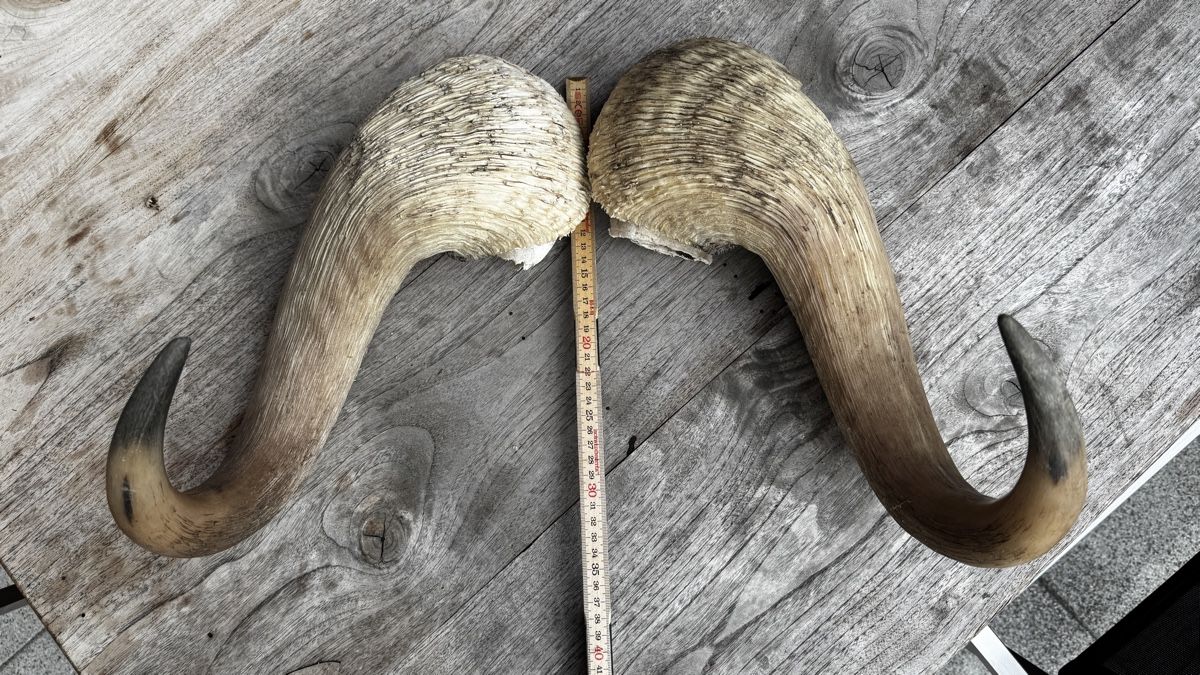 Il mondo degli animali: Imposante Moschusochse Hörner – Usato da Mönchaltorf venduto da Own 2