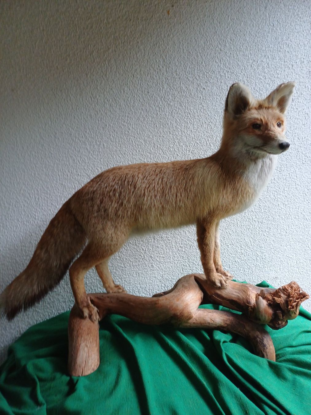 Monde des animaux: Fuchs Rotfuchs – D'occasion à Avry-sur-Matran par mon_benne74
