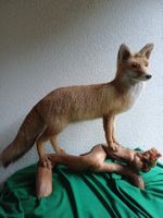 Fuchs Rotfuchs