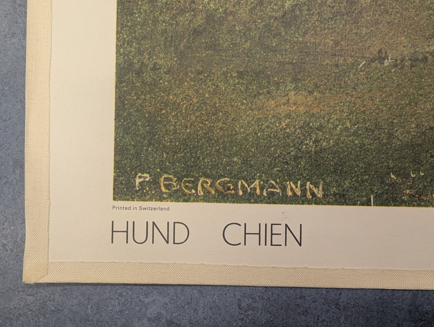 Foto & Immagini: Schulwandbild Nr. 169 - Der Hund – Usato da Luzern venduto da JenKu 4