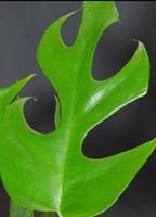 🤩Bewurzelter Stammsteckling Monstera Minima R.Tetrasperma 
