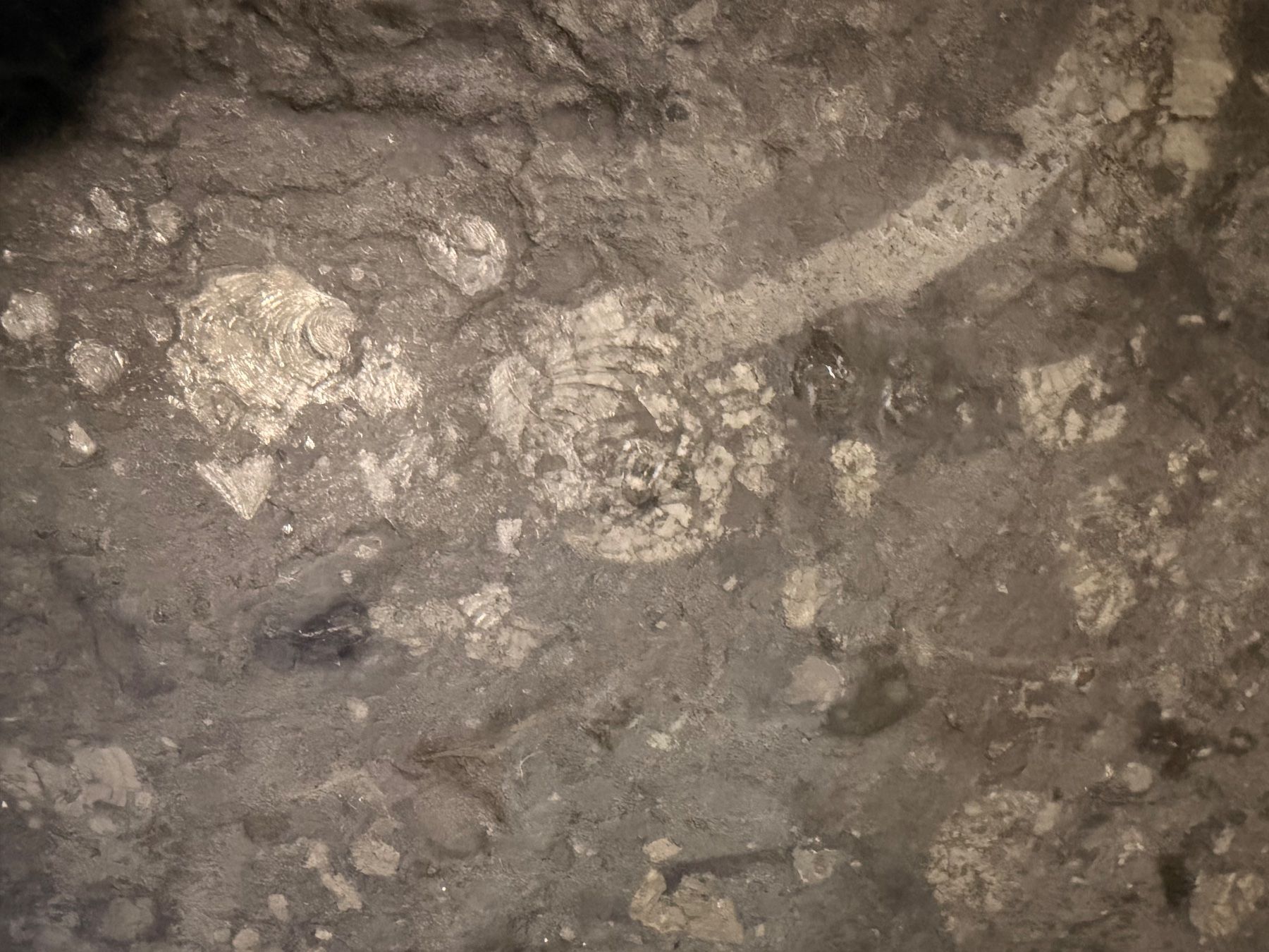Fossili: Fossilien-Steintisch – einzigartiges Exemplar – Usato da Adliswil venduto da Fabisales 4