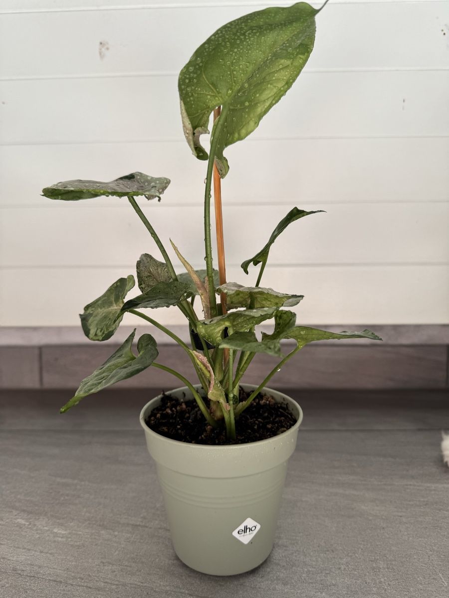Pflanzen & Samen: Syngonium Green Splash – Gebraucht aus Sugiez von fabandy16 4