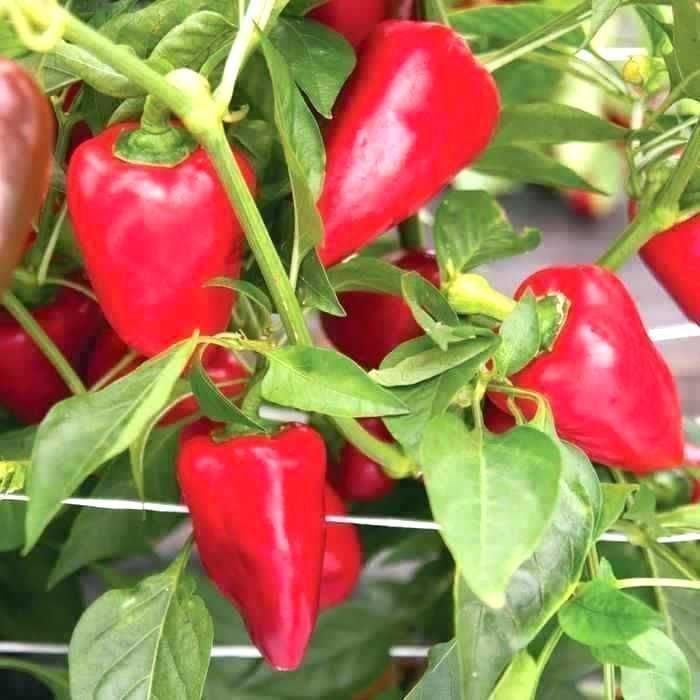 Piante & sementi: 30 Samen PIMENTO SWEET Paprika Süss – Nuovo (secondo la descrizione) da Ehrendingen venduto da VerveinaSamen 1