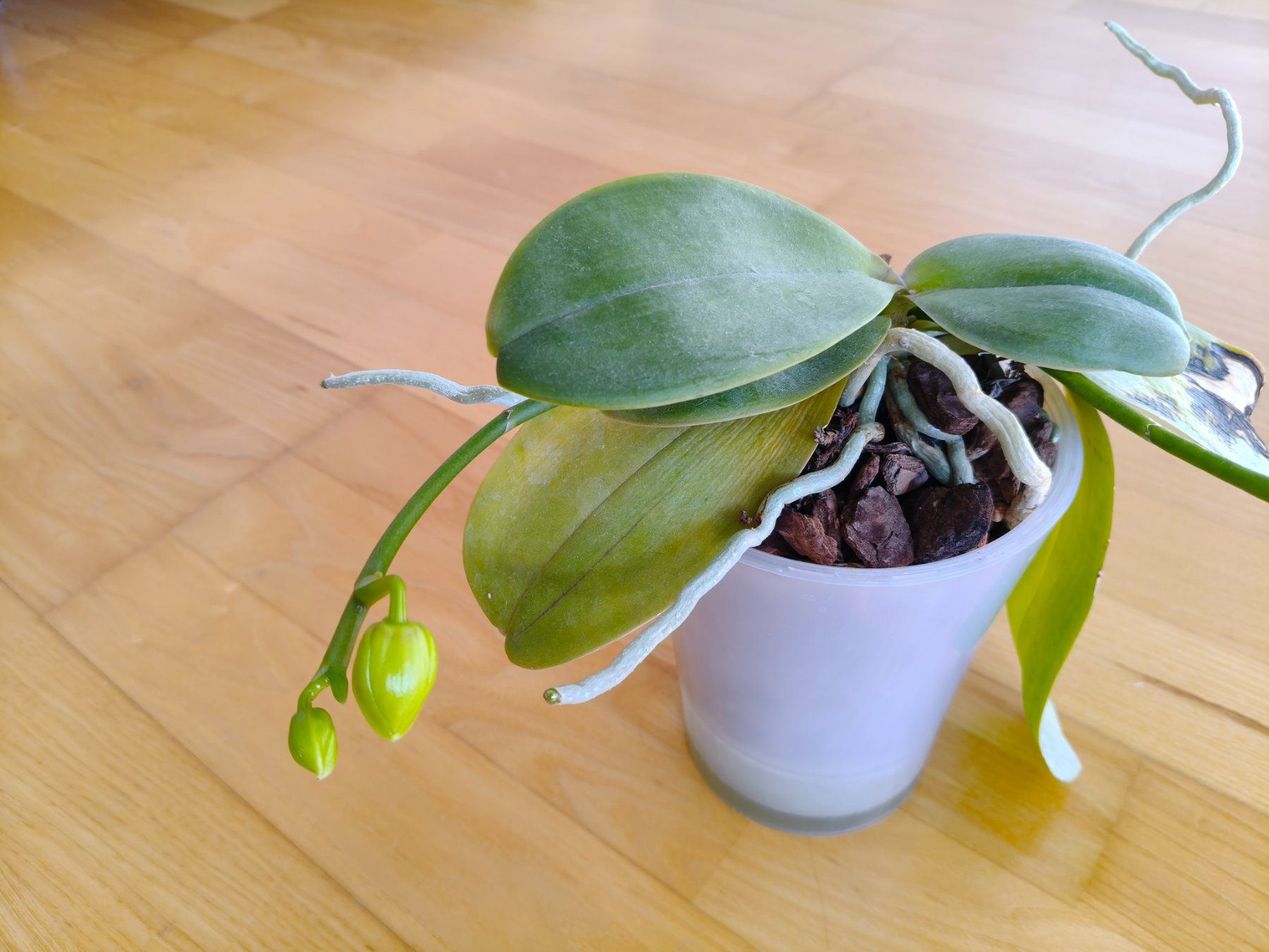Plantes & graines: Phalaenopsis Mituo Diamond Canary Miro 3 – D'occasion à Chamoson par Yuriyaa 2