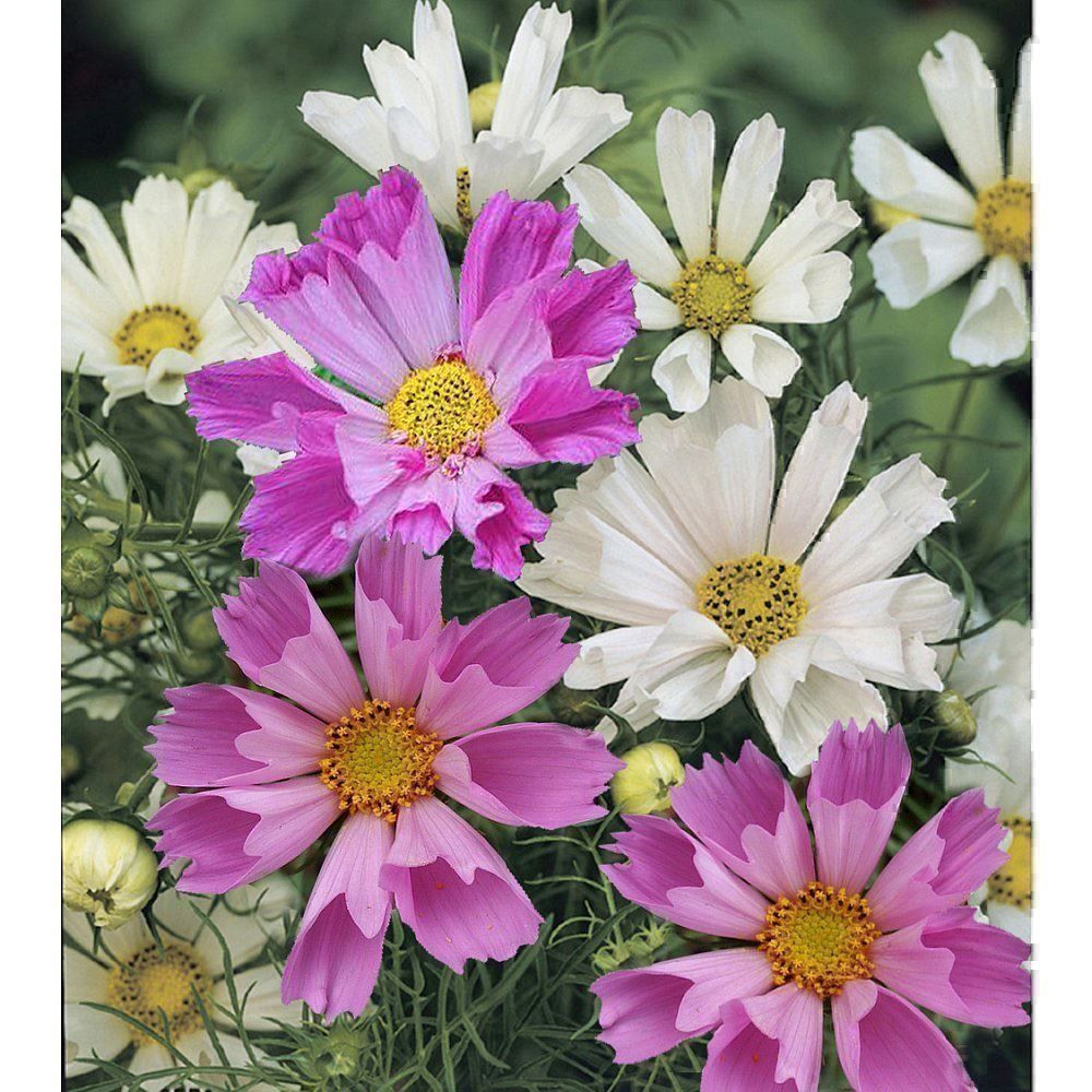 Piante & sementi: 100 Samen Cosmea SEA SHELLS Schmuckkörbchen – Nuovo (secondo la descrizione) da Ehrendingen venduto da VerveinaSamen 3