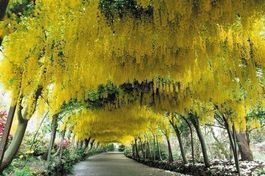 Cytise  (Laburnum anagyroides) 20cm
