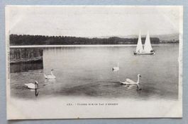 Cygnes sur le lac d' Annecy