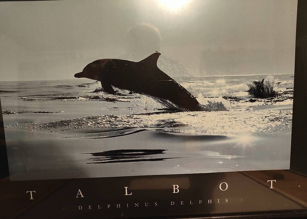 Foto & Immagini: Delphin Bilder – Usato da chur venduto da Hmars