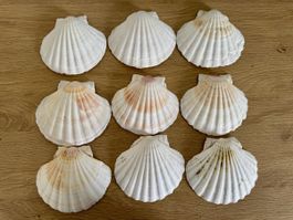 9 Jakobsmuschelschale Dekoration Weiss 10-12cm