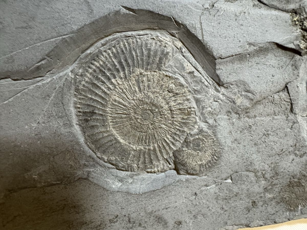 Fossili: Fossilienplatte – Usato da Gränichen venduto da onkel_xxl 4