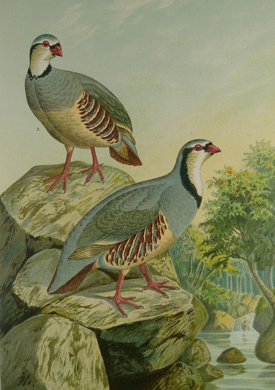 Grafica & Litografie: STEINHUHN, CHROMOLITHOGRAPHIE UM 1900 – Usato da Grüningen venduto da Kartensammler 2