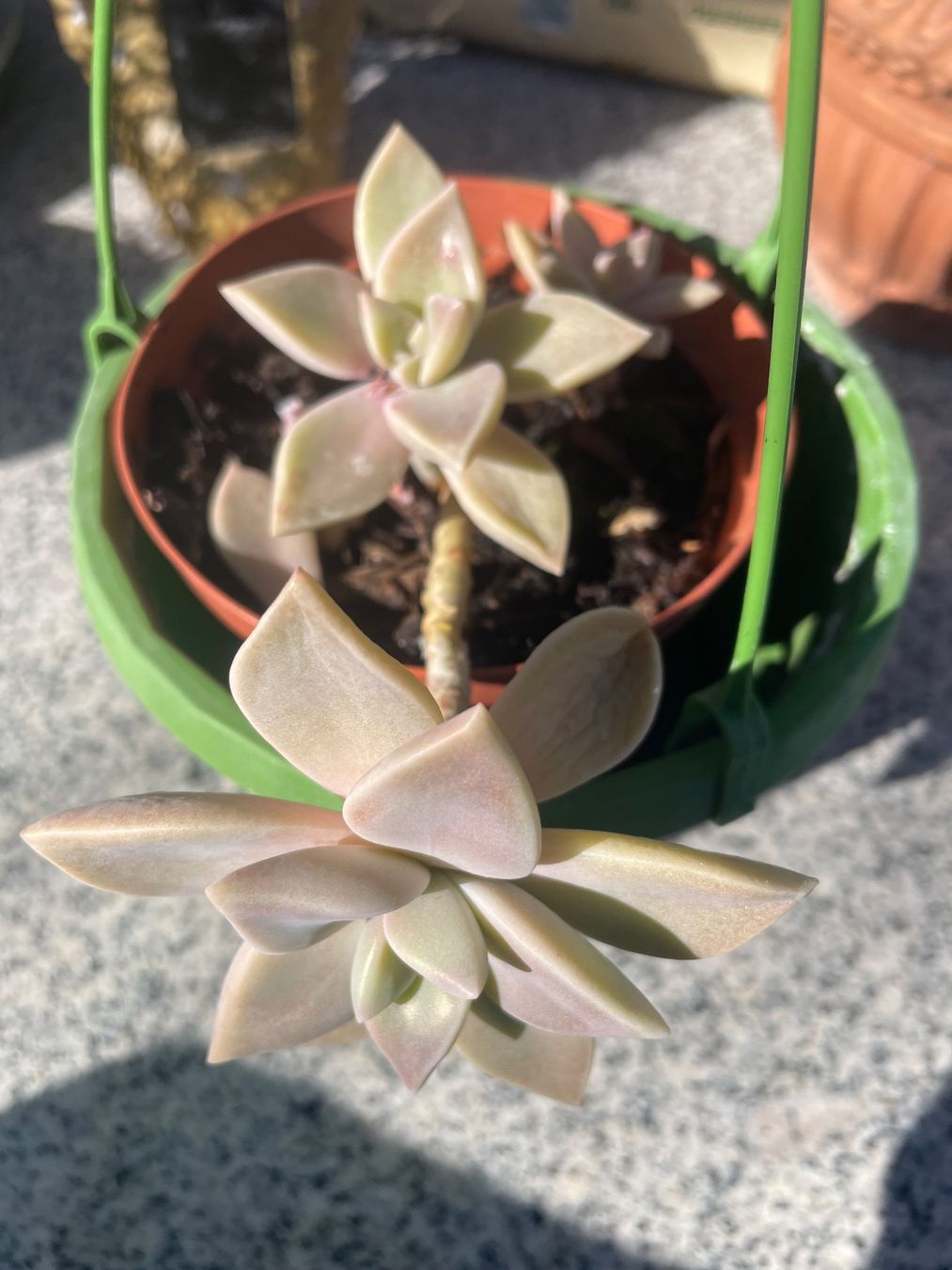Piante & sementi: GRAPTOPETALUM - FELSENROSE - GHOST PLANT – Nuovo (secondo la descrizione) da Buchs AG venduto da fischli610 7